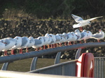 SX25723 Row of black-headed gulls (Chroicocephalus ridibundus) on railing.jpg